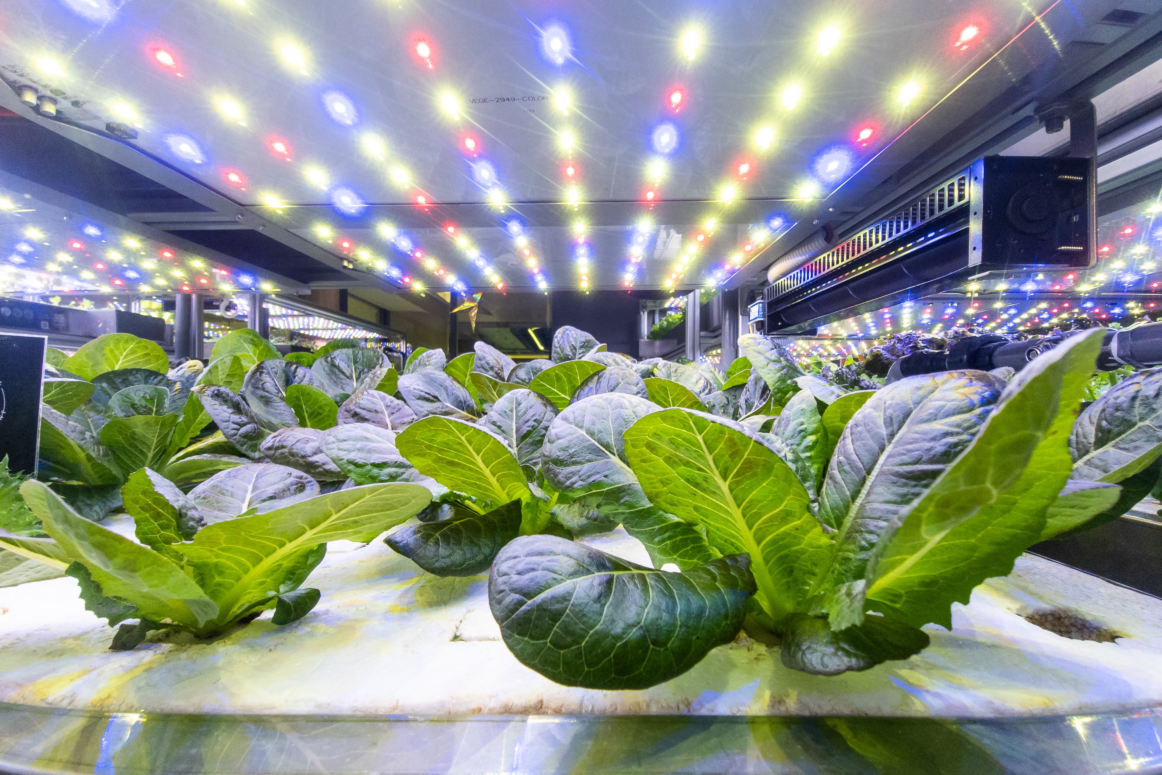 vertical farm lights