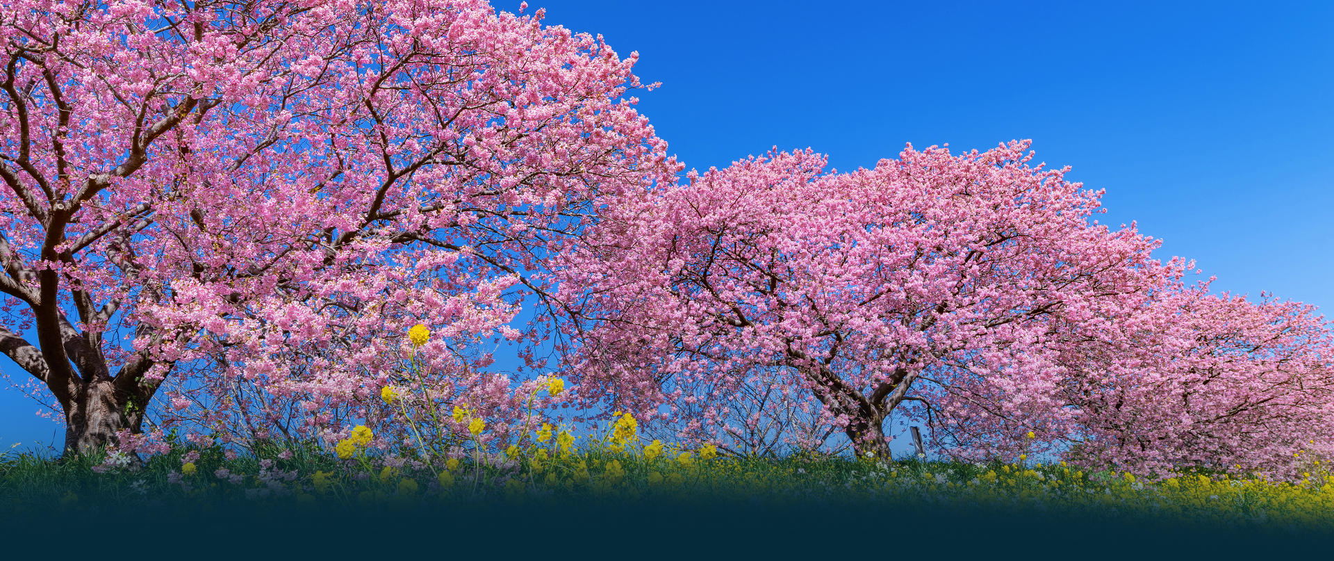 HP_Foto Primavera 2026