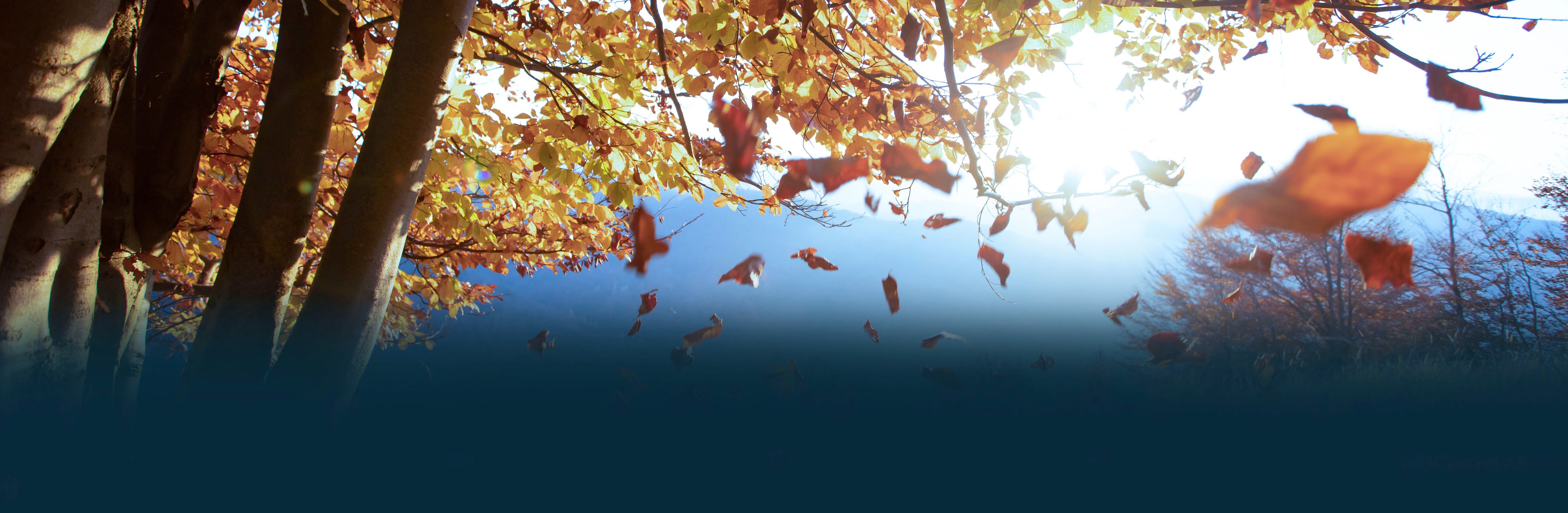HP_Foto autunno copia
